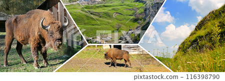 Picturesque landscapes and bison - photo collage of the reserve. Moldova. Wide photo. 116398790