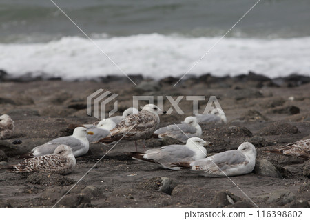 gull  (Larus argentatus) 116398802