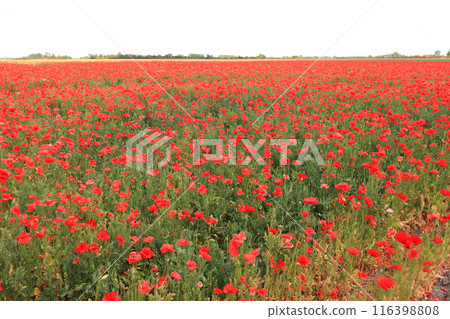 Poppy (Papaver) Poppy (Papaver) 116398808