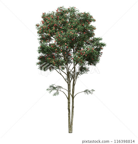 deciduous tree, isolate on a transparent background, 3d illustration deciduous tree, isolate on a transparent background, 3d illustration 116398814