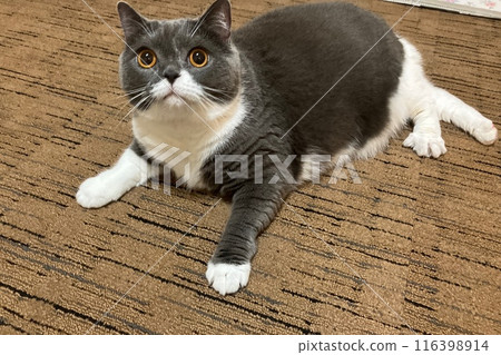 英國短毛貓(藍白)茄子 英國短毛貓(藍白)茄子 116398914