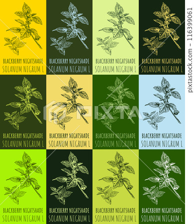 Set of vector drawing of BLACKBERRY NIGHTSHADE in various colors. Hand drawn illustration. Latin name SOLANUM NIGRUM L. 116399061