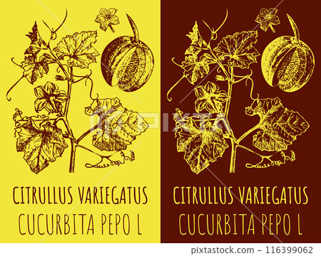 Vector drawings CITRULLUS VARIEGATUS . Hand drawn illustration. Latin name CUCURBITA PEPO L. Vector drawings CITRULLUS VARIEGATUS . Hand drawn illustration. Latin name CUCURBITA PEPO L. 116399062