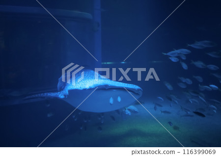 Whale shark swim in one of the largest aquarium in the world in Osaka, Japan Whale shark swim in one of the largest aquarium in the world in Osaka, Japan 116399069