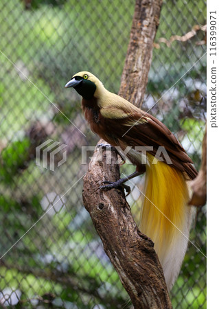 The lesser bird of paradise in nature 116399071