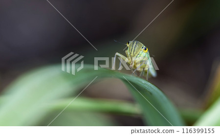little cicada on a leaf of a grass in natural habitat little cicada on a leaf of a grass in natural habitat 116399155