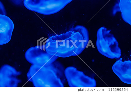 macro aurelia aurita semaeostomeae 116399264