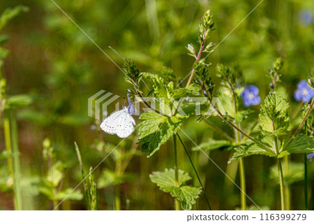 Beautiful spring flowering meadow of fresh flowers 116399279