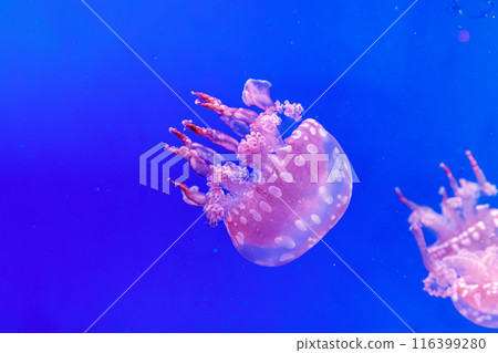 macro of a beautiful jellyfish mastigias papua 116399280