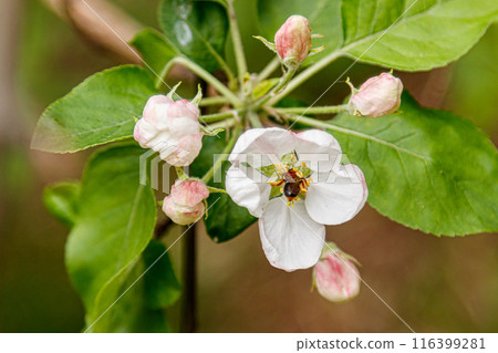 Beautiful spring flowering branches of trees with white flowers and insects macro 116399281