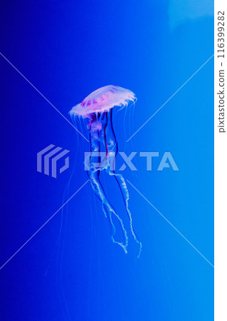 macro of a beautiful jellyfish chrysaora lactea macro of a beautiful jellyfish chrysaora lactea 116399282