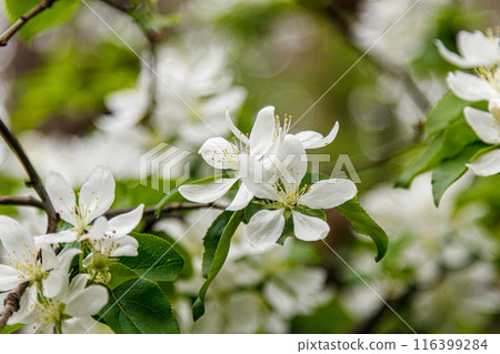 Beautiful spring flowering branches of trees with white flowers and insects macro 116399284