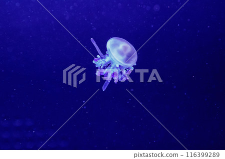 macro of a beautiful jellyfish rhizostoma luteum macro of a beautiful jellyfish rhizostoma luteum 116399289