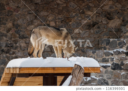 beautiful wolf on a snowy road 116399301