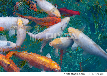 macro koi fish carps in water macro koi fish carps in water 116399306
