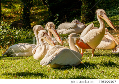 beautiful pelicans birds on grass 116399307
