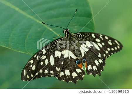 macro beautiful butterfly Papilio demoleus macro beautiful butterfly Papilio demoleus 116399310