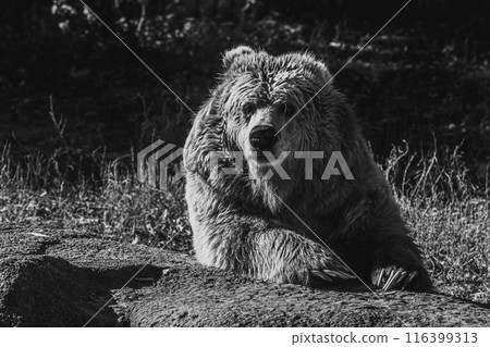 beautiful Tien Shan brown bear 116399313