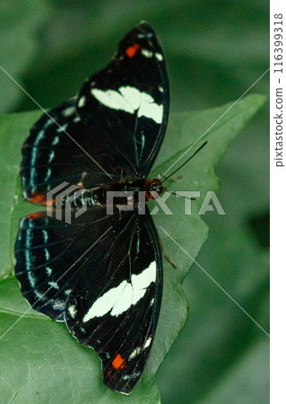 macro beautiful butterfly Papilio aegeus 116399318