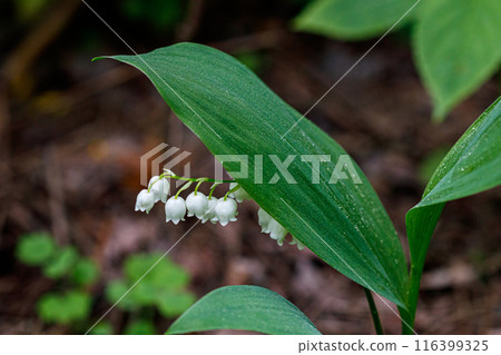 Beautiful spring blooming lilies of the valley with drops of flowers dew 116399325