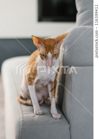 Offended red haired cat cornish rex on the couch looks from under his forehead Offended red haired cat cornish rex on the couch looks from under his forehead 116399411