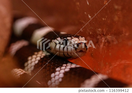 macro beautiful california kingsnake snake 116399412