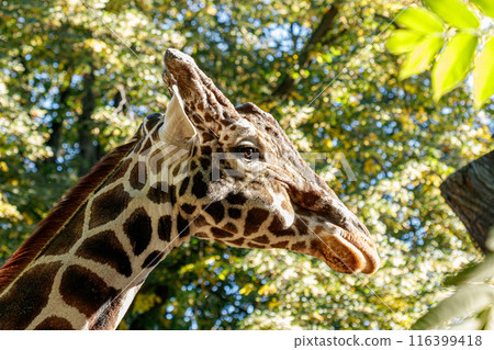macro beautiful giraffe among the foliage 116399418