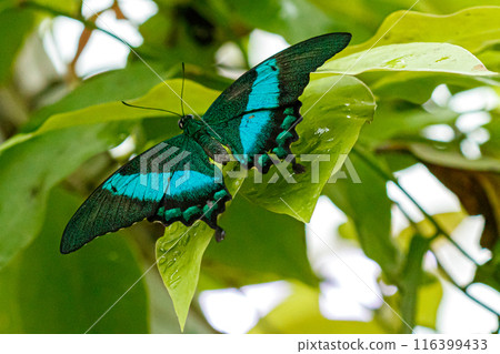 macro beautiful butterfly Papilio palinurus macro beautiful butterfly Papilio palinurus 116399433