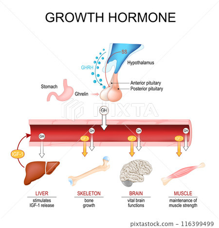 Growth hormone. Somatotropin. Hypothalamic-Pituitary-Somatotropic HPS Axis 116399499
