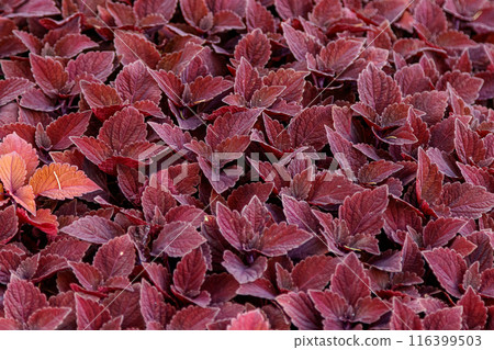 autumn beautiful bushes plants coleus purple autumn beautiful bushes plants coleus purple 116399503