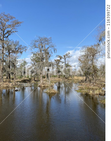 Photo of Hardwood Forest and Swamp in Barataria Preserve Within Jean Lafitte National Historical Park Louisiana USA. Photo of Hardwood Forest and Swamp in Barataria Preserve Within Jean Lafitte National Historical Park Louisiana USA. 116399722
