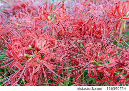 Aichi Prefecture: Higanbana flowers along the Yakatsu River Aichi Prefecture: Higanbana flowers along the Yakatsu River 116399754