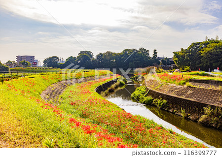 愛知縣:屋勝川的彼岸花 愛知縣:屋勝川的彼岸花 116399777