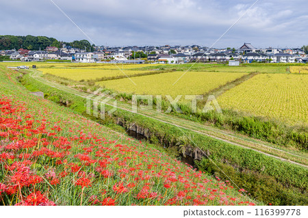 愛知縣：屋勝川的彼岸花 116399778