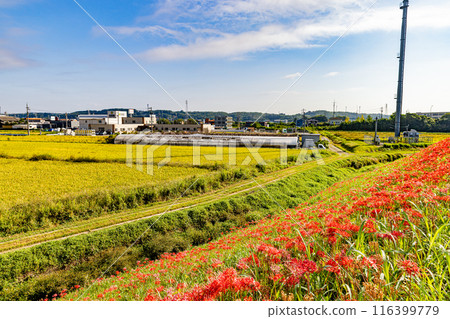 Aichi Prefecture: Higanbana flowers along the Yakatsu River Aichi Prefecture: Higanbana flowers along the Yakatsu River 116399779