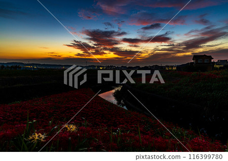 愛知縣：屋勝川的彼岸花 116399780