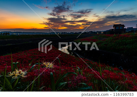 Aichi Prefecture: Higanbana flowers along the Yakatsu River Aichi Prefecture: Higanbana flowers along the Yakatsu River 116399783