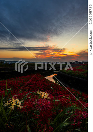 Aichi Prefecture: Higanbana flowers along the Yakatsu River 116399786