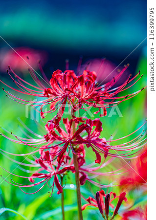 愛知縣:屋勝川的彼岸花 愛知縣:屋勝川的彼岸花 116399795