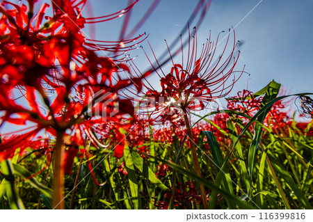 Aichi Prefecture: Higanbana flowers along the Yakatsu River 116399816
