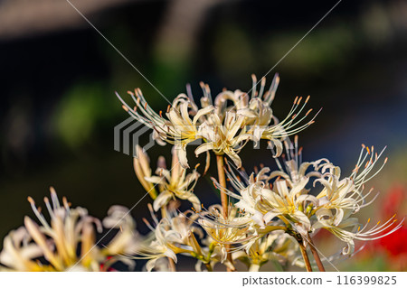 愛知縣：屋勝川的彼岸花 116399825
