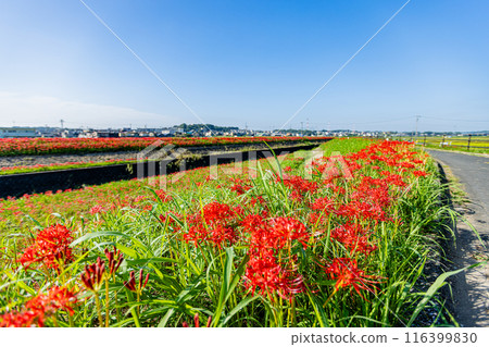 Aichi Prefecture: Higanbana flowers along the Yakatsu River Aichi Prefecture: Higanbana flowers along the Yakatsu River 116399830