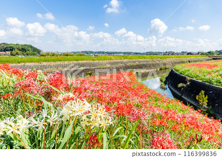 Aichi Prefecture: Higanbana flowers along the Yakatsu River 116399836
