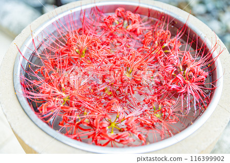Aichi Prefecture: Higanbana flowers along the Yakatsu River 116399902