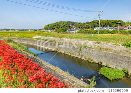 愛知縣：屋勝川的彼岸花 116399909