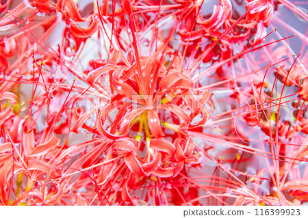 愛知縣：屋勝川的彼岸花 116399923