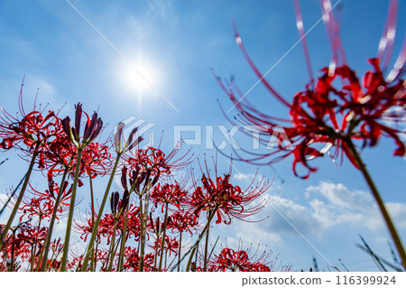 愛知縣：屋勝川的彼岸花 116399924