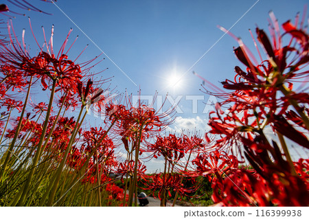 愛知縣：屋勝川的彼岸花 116399938