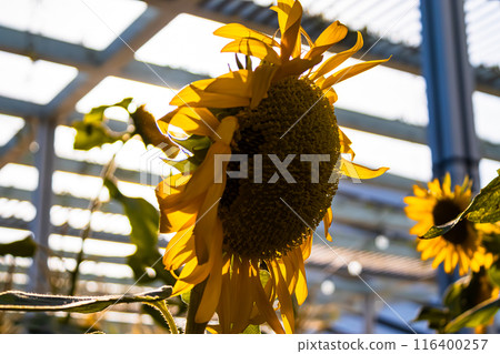 Beautiful field of blooming sunflowers against sunset golden light and blurry mountains landscape background. High quality photo 116400257