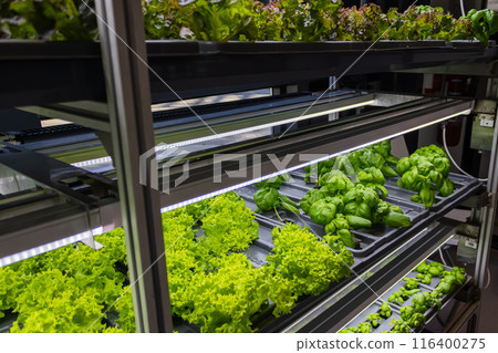 Bed with different types of lettuce, vegetable garden, vertical. High quality photo 116400275